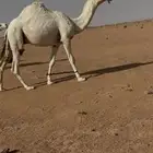 قعود فحل