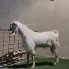 تيس مصري اجم