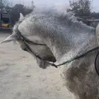 خيل جزيري جبر بالحيل