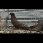 للبيع جوز مصري مالطي مقبع تم البيع