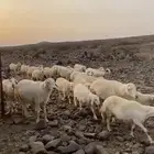 مطلوب غنم حريات اللي يوجد عنده الطلب يتواصل معي