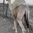 قعود مفرود ناهي شحم