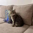 قطاوه