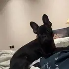 جرو فرينش بولدوق   french bulldog puppy