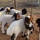 10 شياة نعيم مواليد بالمجمعة