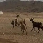 غنم للبيع متابيع