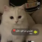 قطه ضايعه الي يحصلها يتواصل على الرقم