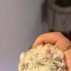 هامستر روسي