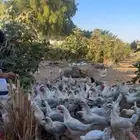 للبيع دجاج ألمنيوم