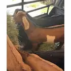 تيوس كفو للبيع