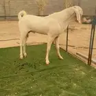 فحل بنجابي فاخر. ارتفاع وسرد ووجه كايف