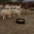 رخال صنف مقاني مضربات