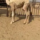 قعود كفووو وفوق الكفووو للبيع رقم الجوآل