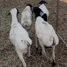 يتوفر برابر مرابي صلخ وتوصيل