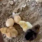 دجاجه بولش بفروخها