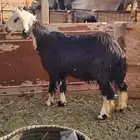 شاه ورخل