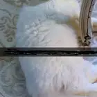قطط تبني
