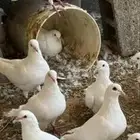 حمام فرنسي