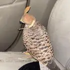 باشق ب100 الموقع المجمعه