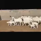 حريه مطافيل فاخره 15 تحتها 17