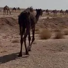 بكرة للبيع