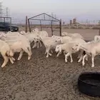 رخال مراح 70