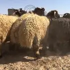 خروف بري بلدي بالصور جملة وتفريد