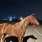 فرس واهو بنت سلمان الوصيل