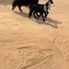 عنز متوم طيبه ( تم البيع )