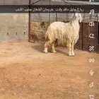 حايل مقفله شحم رباع