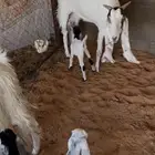 معزاء خلفات عدد2 واحده معها واحد وحده معها اثنين