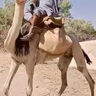 رحول إبل حره