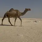 حمرا مجاهيم كفو