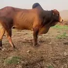 للبيع ثور فحل