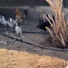 للبيع فراريح العمر 5شهور