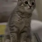 قطو