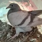 زغاليل فرنسي سلفر احجام سوبر جامبو كبيره