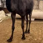 قعود مجهم طيب