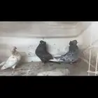 للبيع جوز دمستك