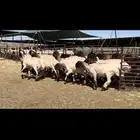 جذعات نعيم خصم الخصم فاخره للبيع
