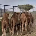 حشو للبيع كلها قعدنا علا الحليب والعشب