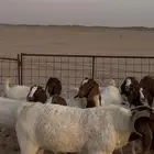 جفرات بورقوت للبيع