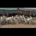 جذعات وثنوات مطوره
