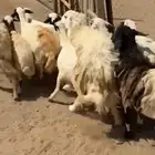 11 من الضان