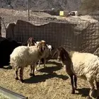 نعاج 5 عشار و معهن 3 نعزي و الفحل الرابع
