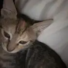 بسه كتن للتبني
