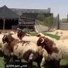 اضاحي نعيم ونجدي موقعنا بالدمام حياكم الله ابو محمد