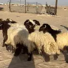 خرفاننن نعيم