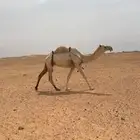 ناقه للبيع