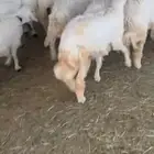 رخال كفو كفو